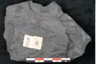 Foto (Detailansicht) von Noeggerathia palmaeformis Goeppert (NHMW-GEO-2024-0188-10739)